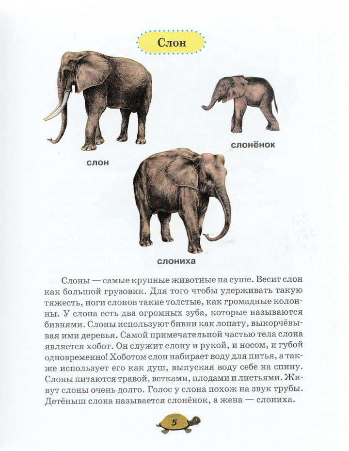 Чей я малыш? Школа раннего развития-Шалаева Г.-АСТ-Lookomorie