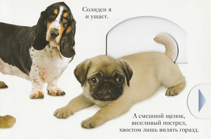 М. Ван Флит. ГАВ. Интерактивная книжка-игрушка-Ван Флит М.-Lookomorie