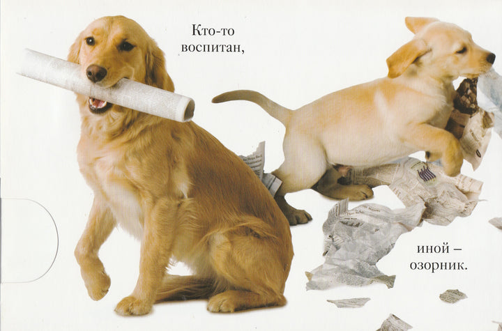 М. Ван Флит. ГАВ. Интерактивная книжка-игрушка-Ван Флит М.-Lookomorie