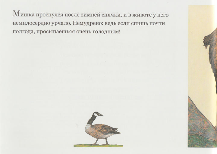 Медвежье чудо-Вольф Эрльбрух-КомпасГид-Lookomorie