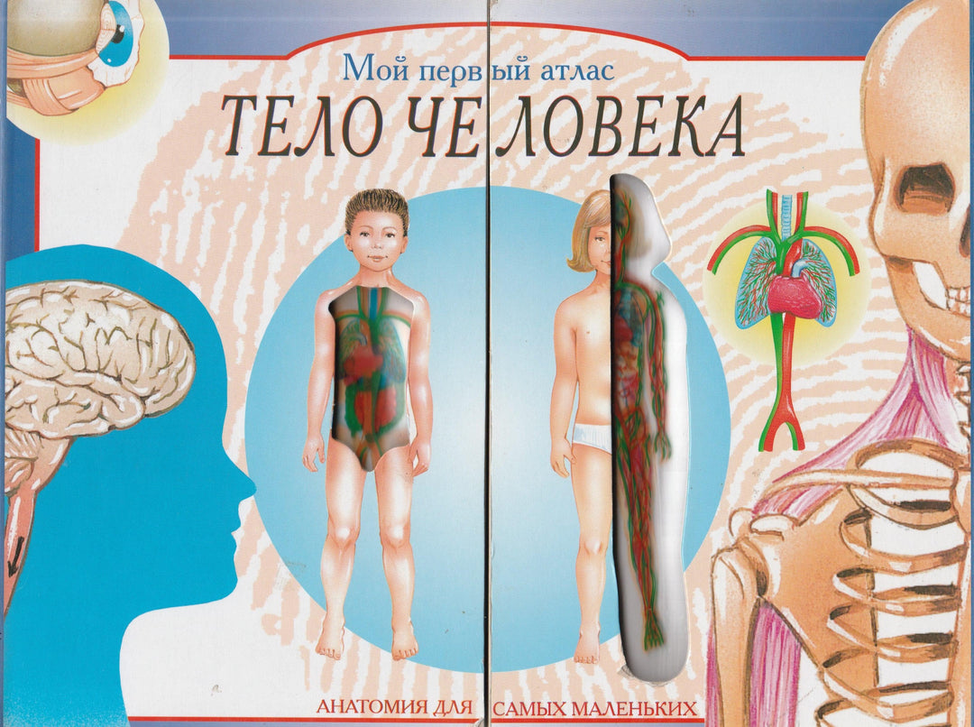Тело человека. Мой первый атлас. Книга-картонка. AS IS-Брук Х.-Лабиринт-Lookomorie