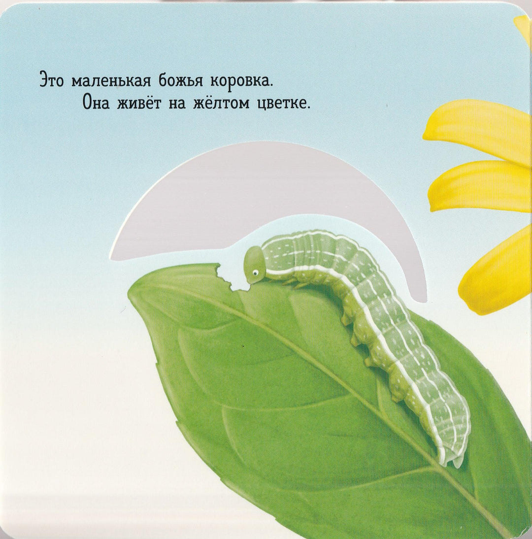 Вот ты где! Божья коровка-Ко Й.-Лабиринт-Lookomorie