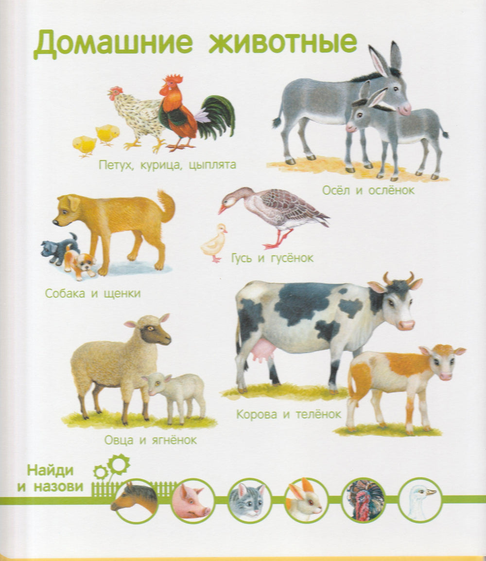 Мир животных. Энциклопедия малыша-Куликовская Т.-Стрекоза-Lookomorie