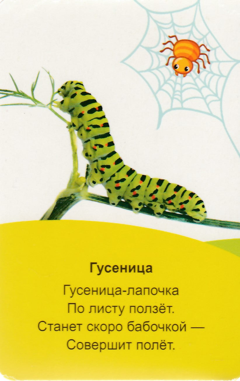 Мир вокруг. 16 карт. Умные карточки-Коллектив авторов-Маламалама-Lookomorie