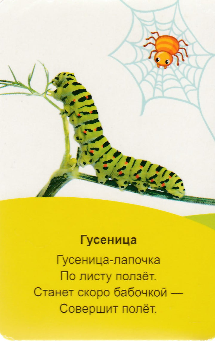 Мир вокруг. 16 карт. Умные карточки-Коллектив авторов-Маламалама-Lookomorie