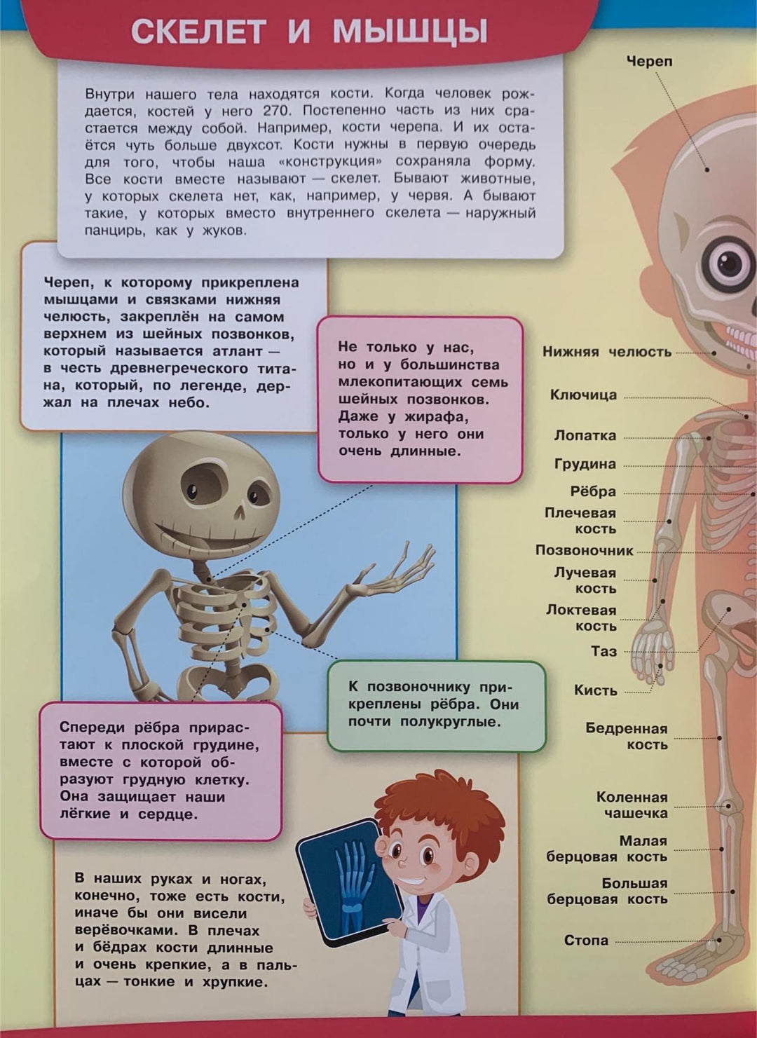 Тело человека. Моя первая энциклопедия с наклейками-Чиркова С.-Вакоша-Lookomorie