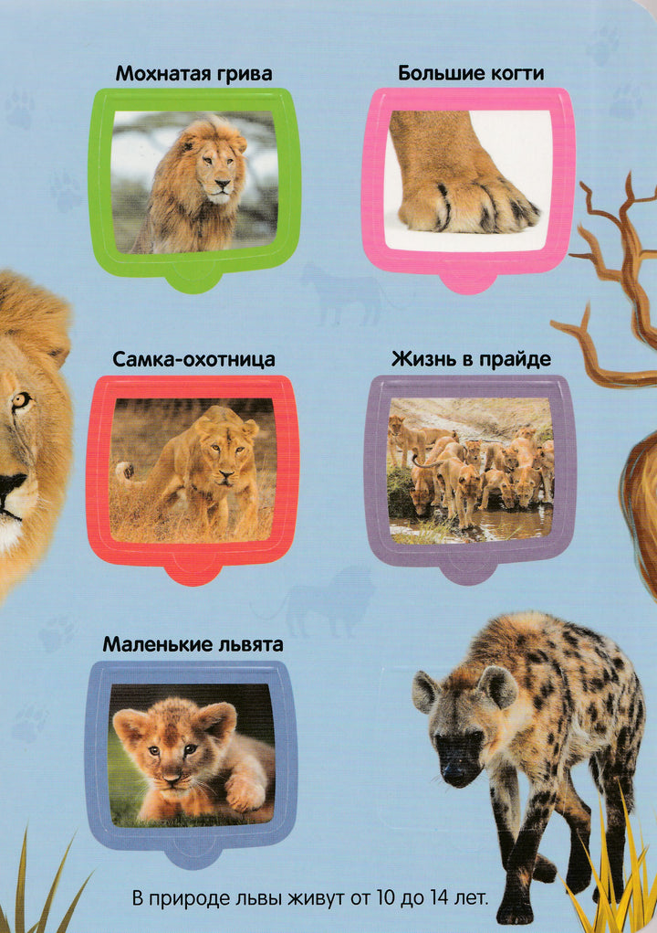 Саванна. Первые знания малыша (с окошками)-Коллектив авторов-Маламалама-Lookomorie