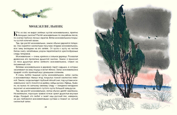 Русский лес-Соколов-Микитов И.-Речь-Lookomorie