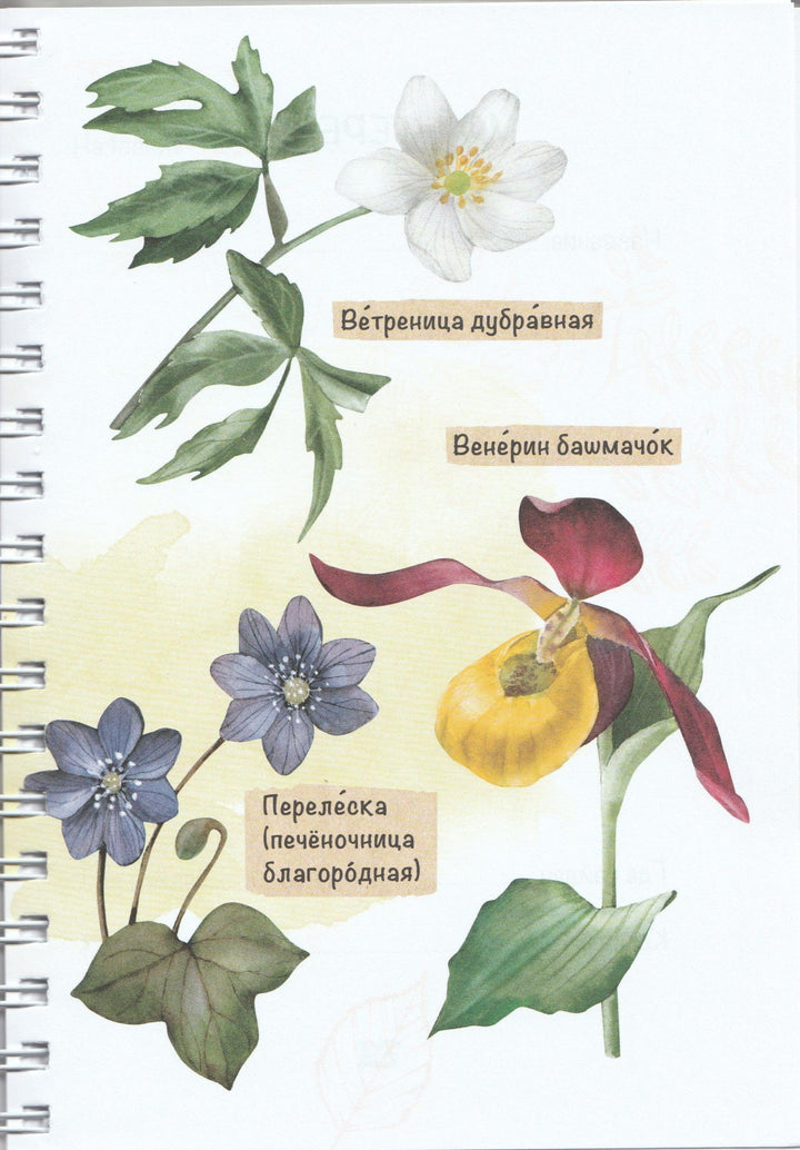 Лето на память. Моя первая коллекция растений-Азгальдова О.-КомпасГид-Lookomorie