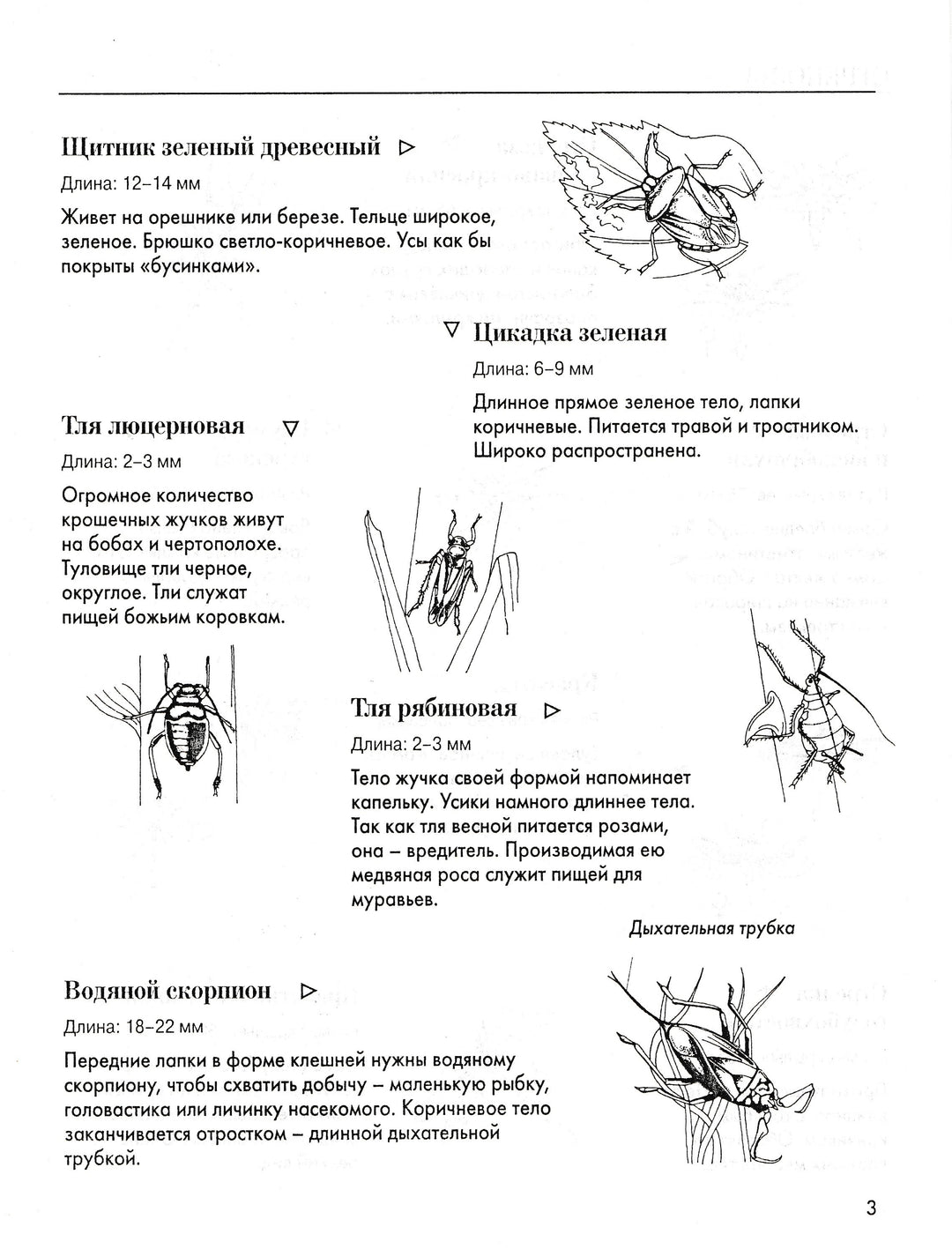 Насекомые. Книжка с многоразовыми наклейками-Вуттон Э.-АСТ-Lookomorie