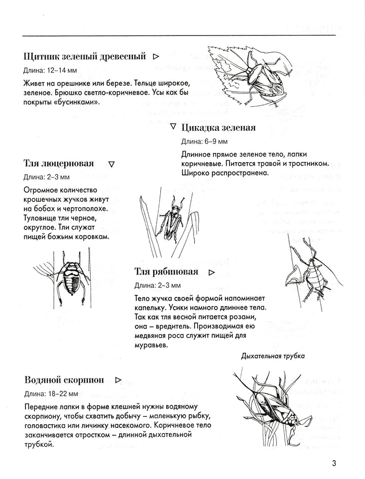 Насекомые. Книжка с многоразовыми наклейками-Вуттон Э.-АСТ-Lookomorie