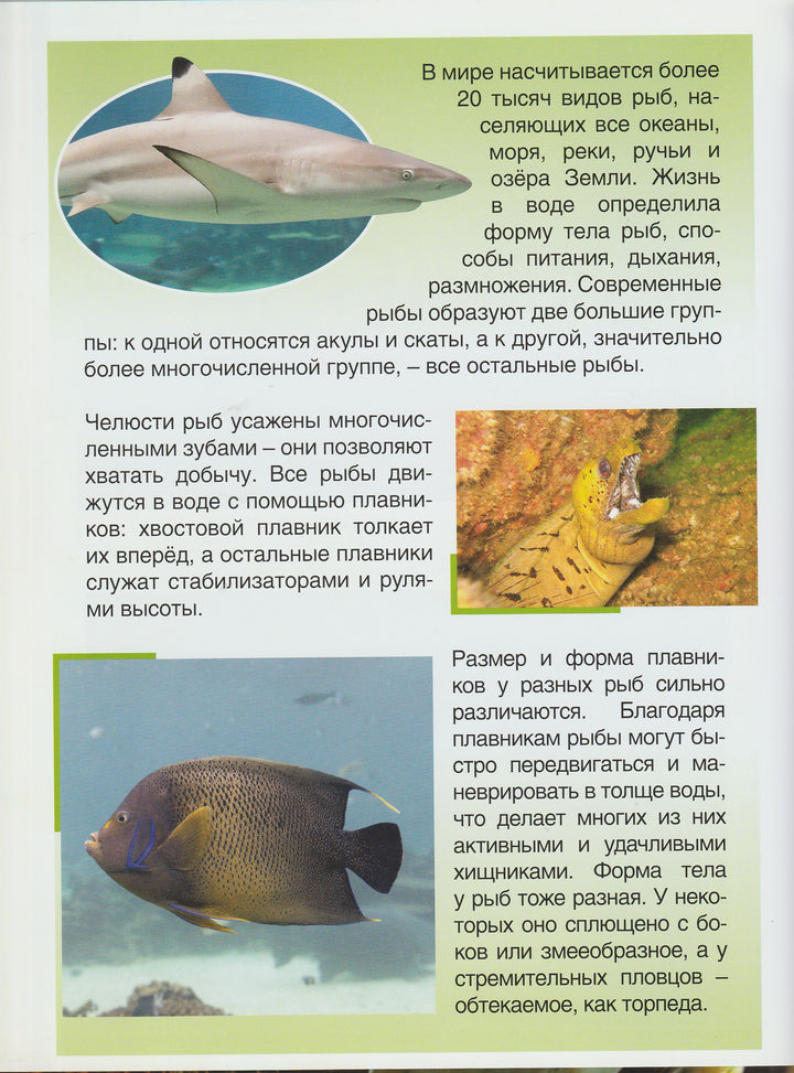 Эти необычные животные. Рыбы и другие морские животные-Де Беккер Ж.-Росмэн-Lookomorie