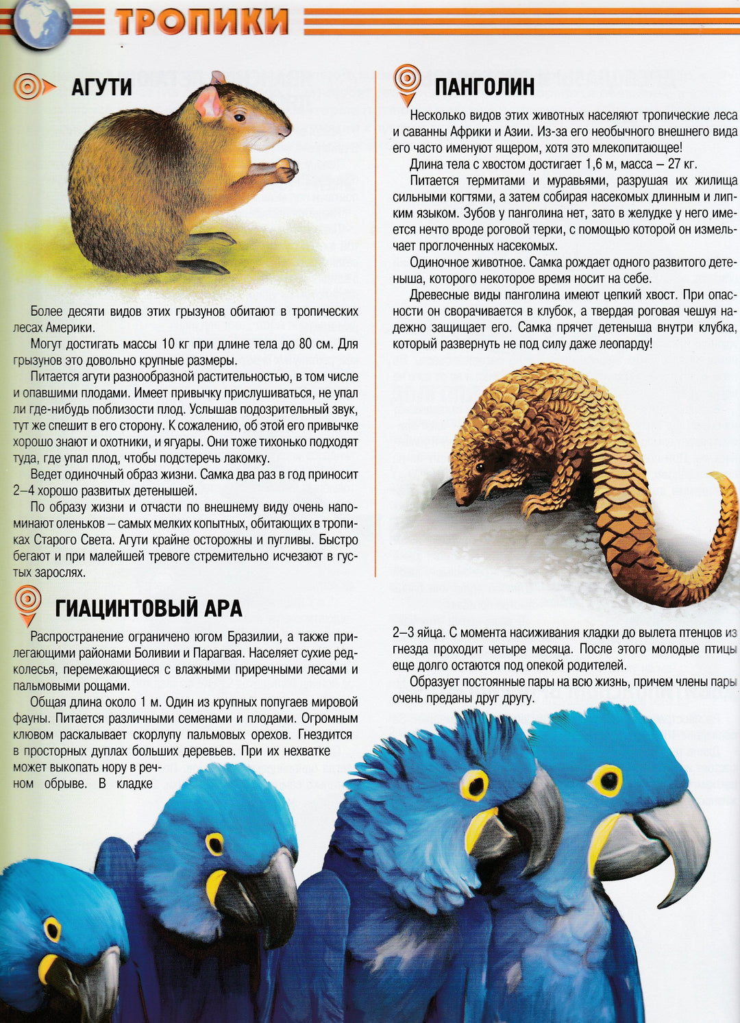 Животные. Самая красивая книга-Коллектив авторов-Росмэн-Lookomorie
