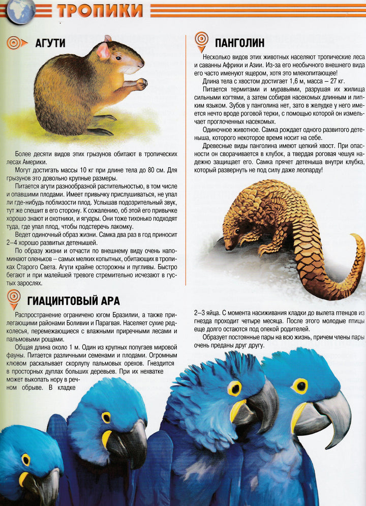 Животные. Самая красивая книга-Коллектив авторов-Росмэн-Lookomorie