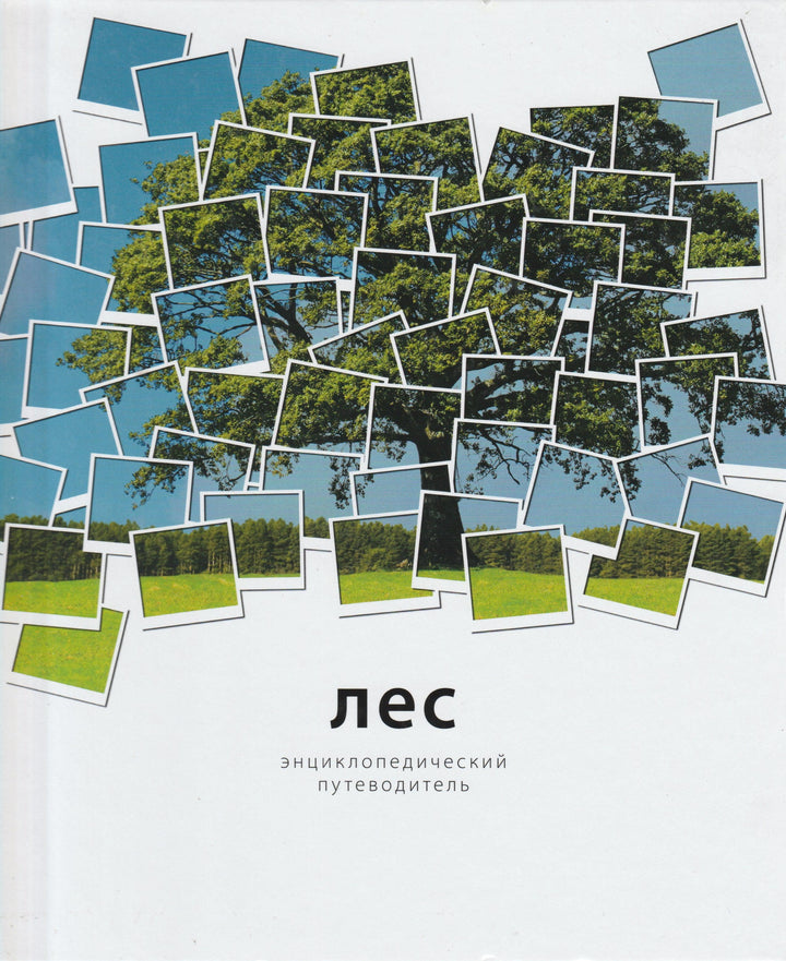Лес. Энциклопедический путеводитель-Родд Т., Стэкхауз Д.-Махаон-Lookomorie