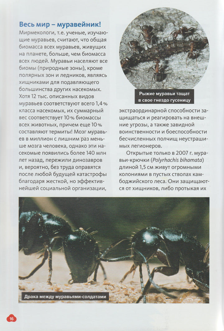 Животные. Птицы, рептилии, рыбы, млекопитающие, насекомые. Энциклопедия от А до Я-Сибелло С.-Махаон-Lookomorie