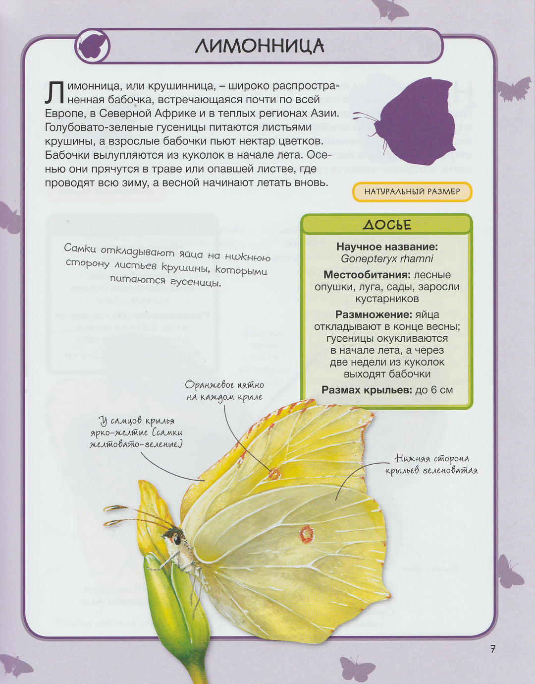 Бабочки. Практическая энциклопедия-Бедуайер К.-Махаон-Lookomorie