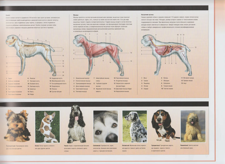 Собаки. Происхождение и характеристики более 160 пород собак со всего мира-Макгриви П.-Фактор-Lookomorie