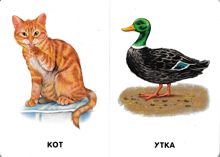 Домашние животные. 22 картинки. Книжка-картонка-Коллектив авторов-Ранок-Lookomorie