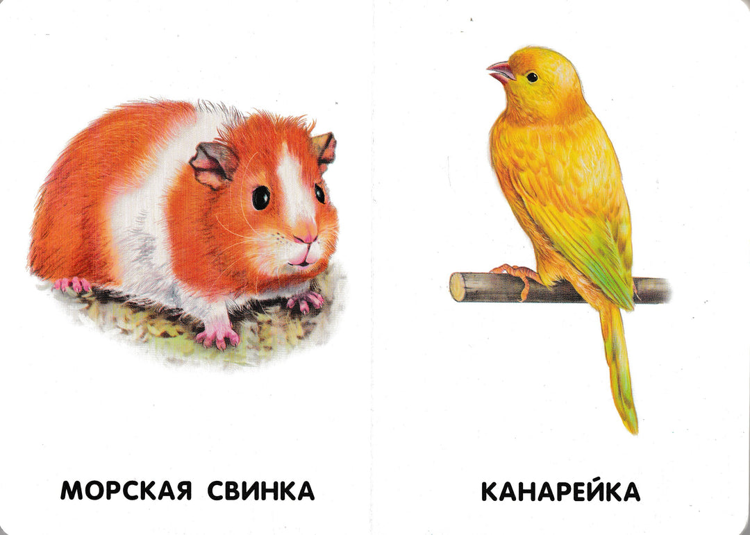 Домашние животные. 22 картинки. Книжка-картонка-Коллектив авторов-Ранок-Lookomorie