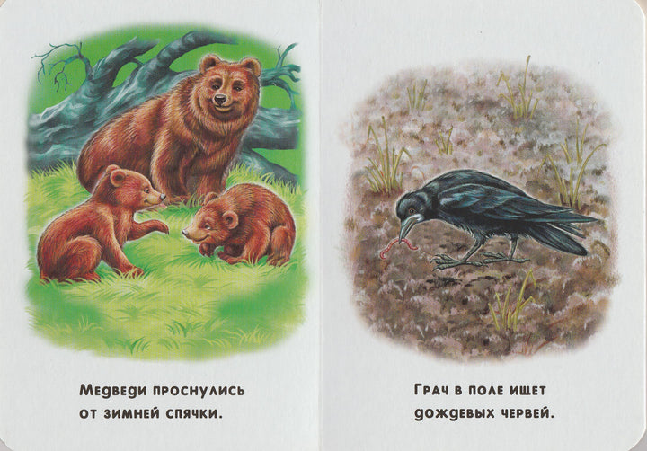 Времена года. 22 картинки. Книжки-картонки-Ворсло В.-Ранок-Lookomorie
